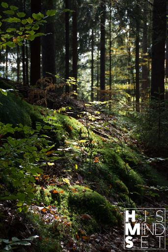 Florian GΓΆhring - HISMINDSET | Natur | Paarfotograf auf alleFotografen