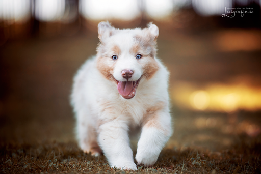 Luigrafie - Luisa Mocker | Hunde | Pferdefotograf auf alleFotografen
