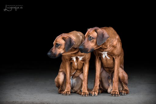 Luigrafie - Luisa Mocker | Hunde | Landschaftsfotograf auf alleFotografen