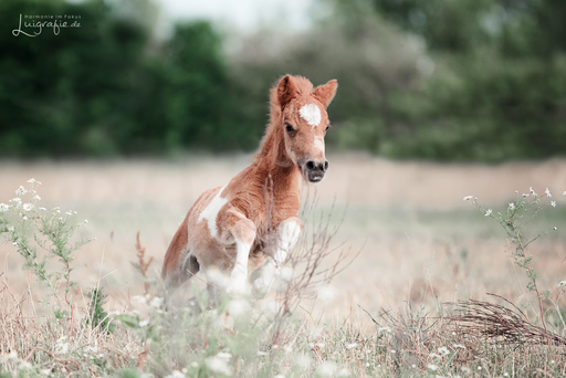 Luigrafie - Luisa Mocker | Hunde | Tierfotograf auf alleFotografen