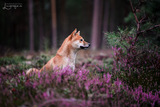 Luigrafie - Luisa Mocker | Hunde | Tierfotograf auf alleFotografen