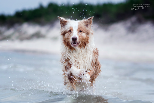 Luigrafie - Luisa Mocker | Hunde | Hochzeitsfotograf auf alleFotografen