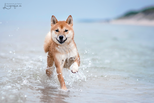 Luigrafie - Luisa Mocker | Hunde | Hundefotograf auf alleFotografen