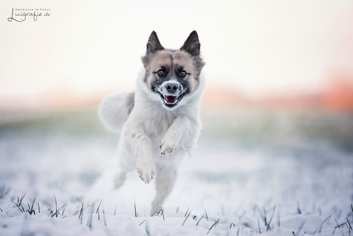 Luigrafie - Luisa Mocker | Hunde | Hundefotograf auf alleFotografen