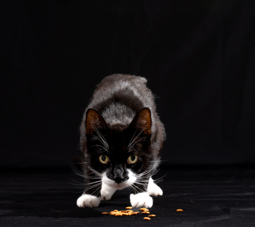 YousPhotography  | Tiere | Familienfotograf auf alleFotografen