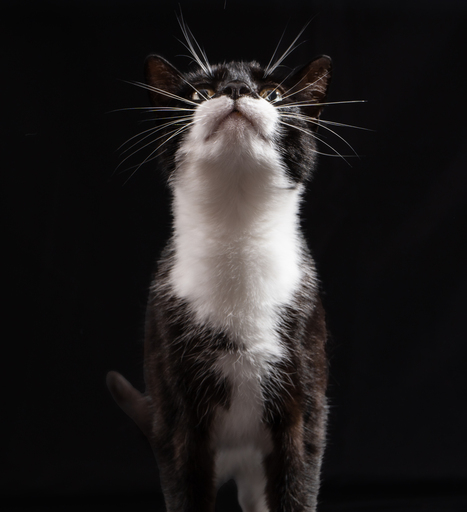 YousPhotography  | Tiere | Hochzeitsfotograf auf alleFotografen