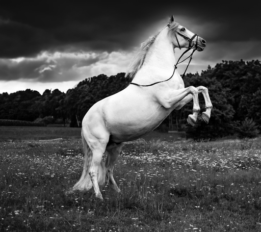 YousPhotography  | Tiere | Familienfotograf auf alleFotografen