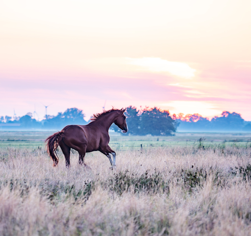 YousPhotography  | Tiere | Pferdefotograf auf alleFotografen