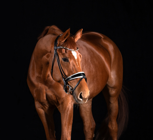 YousPhotography  | Tiere | Hochzeitsfotograf auf alleFotografen