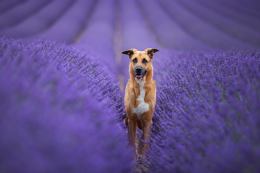 KonradKehrer | Overview | Sportfotograf auf alleFotografen