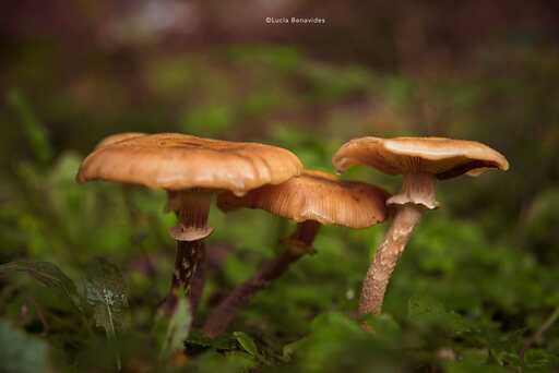 Lucia Benavides | Natur  | Pferdefotograf auf alleFotografen