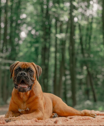Teeyi Qu. Photography  | Tierfotografie | Portraitfotograf auf alleFotografen