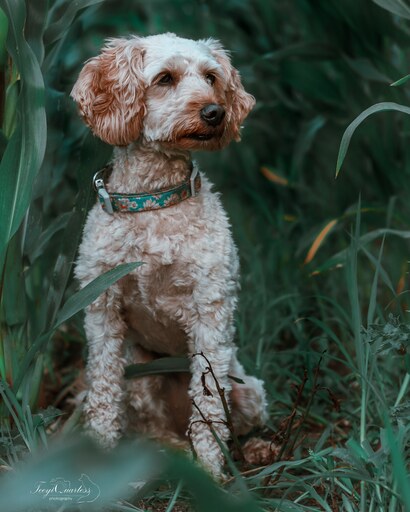Teeyi Qu. Photography  | Tierfotografie | Pferdefotograf auf alleFotografen