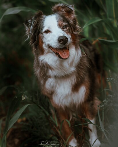 Teeyi Qu. Photography  | Tierfotografie | Tierfotograf auf alleFotografen