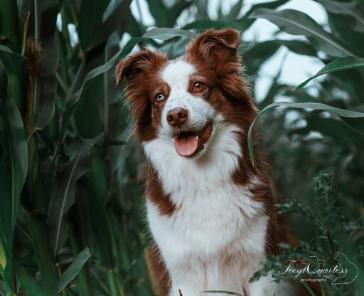 Teeyi Qu. Photography  | Tierfotografie | Hundefotograf auf alleFotografen