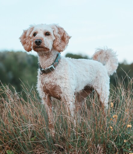 Teeyi Qu. Photography  | Tierfotografie | Paarfotograf auf alleFotografen