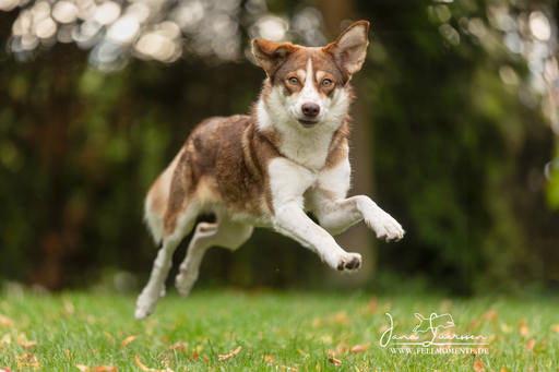 Fotos für Pfoten | Pflegestellenhunde | Hundefotograf auf alleFotografen