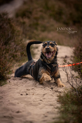 Fotos für Pfoten | Pflegestellenhunde | Tierfotograf auf alleFotografen