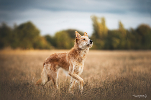 Fotos für Pfoten | Pflegestellenhunde | Hundefotograf auf alleFotografen