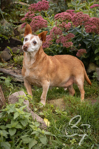 Fotos für Pfoten | Pflegestellenhunde | Tierfotograf auf alleFotografen