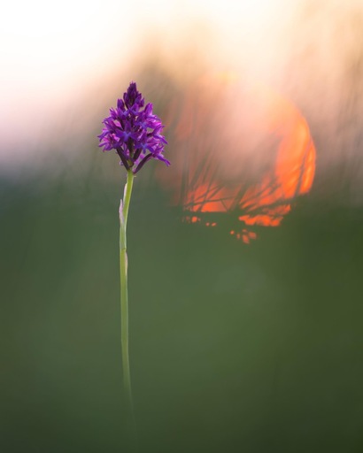 Silke Gerlach |  Natur | Kunstfotograf auf alleFotografen