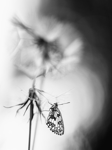 Silke Gerlach |  Natur | Kunstfotograf auf alleFotografen