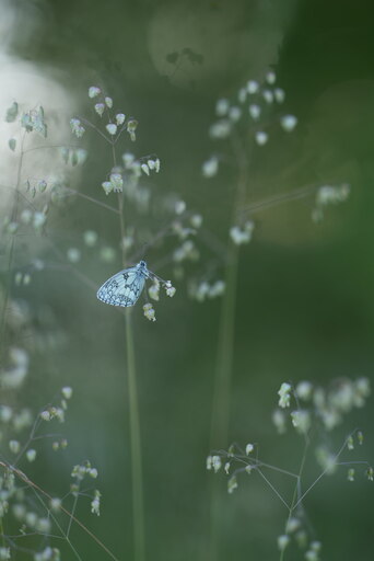 Silke Gerlach |  Natur | Kunstfotograf auf alleFotografen