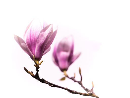 Silke Gerlach |  Natur | Kunstfotograf auf alleFotografen