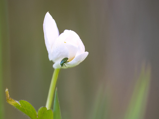 Silke Gerlach |  Natur | Landschaftsfotograf auf alleFotografen