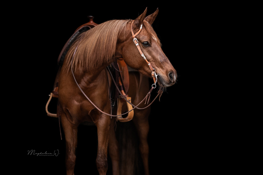 sie.fotografiert.jetzt.pferde | Pferde | Sportfotograf auf alleFotografen