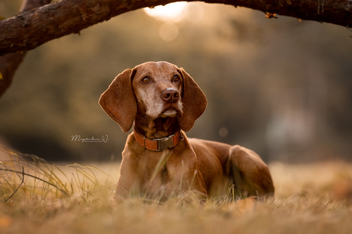 sie.fotografiert.jetzt.pferde | Hunde | Sportfotograf auf alleFotografen