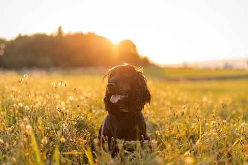 Bambifotografie | Hunde | Paarfotograf auf alleFotografen