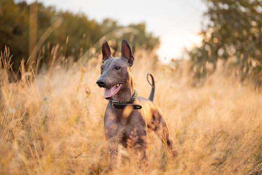 Bambifotografie | Hunde | Tierfotograf auf alleFotografen
