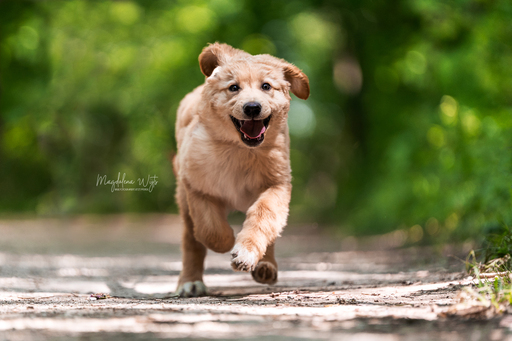 sie.fotografiert.jetzt.pferde | Hunde | Pferdefotograf auf alleFotografen