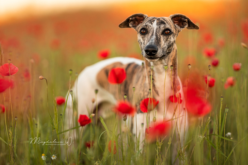 sie.fotografiert.jetzt.pferde | Hunde | Tierfotograf auf alleFotografen