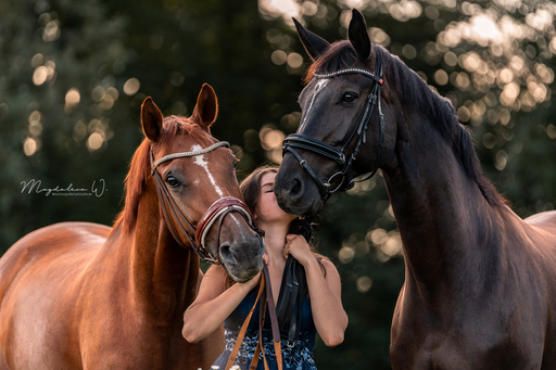 sie.fotografiert.jetzt.pferde | Pferde | Hundefotograf auf alleFotografen