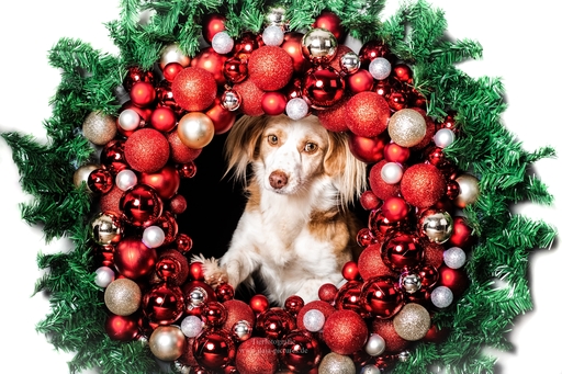 Tierfotografie daja-pictures | Hundefotografie | Pferdefotograf auf alleFotografen