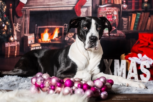 Tierfotografie daja-pictures | Hundefotografie | Paarfotograf auf alleFotografen