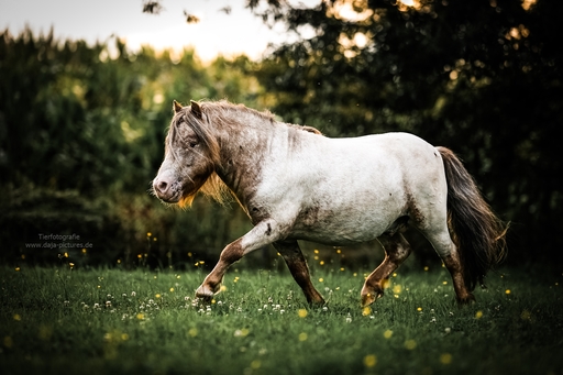 Tierfotografie daja-pictures | Pferdefotografie | Hundefotograf auf alleFotografen