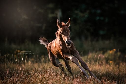 Tierfotografie daja-pictures | Pferdefotografie | Kinderfotograf auf alleFotografen