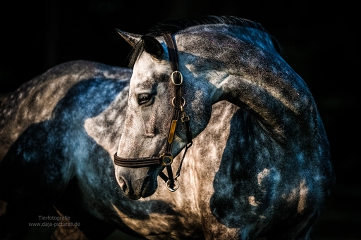 Tierfotografie daja-pictures | Pferdefotografie | Tierfotograf auf alleFotografen