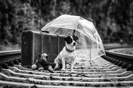Tierfotografie daja-pictures | Hundefotografie | Tierfotograf auf alleFotografen