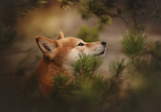 Adventurearts Tierfotografie | Hunde | Tierfotograf auf alleFotografen