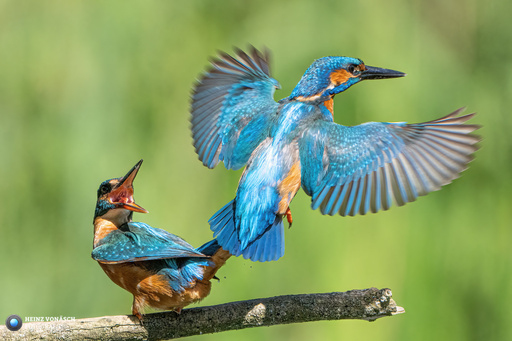 Heinz Vonäsch Fotografie | Ueberblick | Kinderfotograf auf alleFotografen