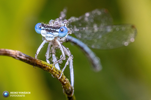 Heinz Vonäsch Fotografie | Ueberblick | Familienfotograf auf alleFotografen
