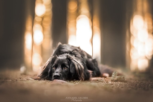 Annabelgruber_Photography | Galerie | Pferdefotograf auf alleFotografen