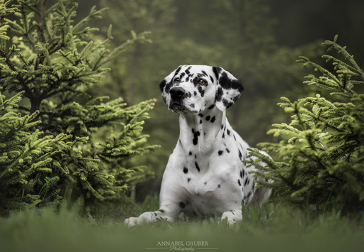 Annabelgruber_Photography | Galerie | Pferdefotograf auf alleFotografen