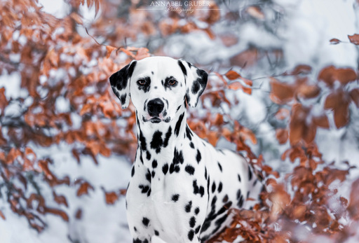 Annabelgruber_Photography | Galerie | Tierfotograf auf alleFotografen