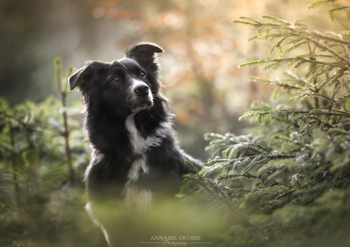Annabelgruber_Photography | Galerie | Portraitfotograf auf alleFotografen