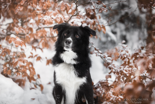 Annabelgruber_Photography | Galerie | Hundefotograf auf alleFotografen